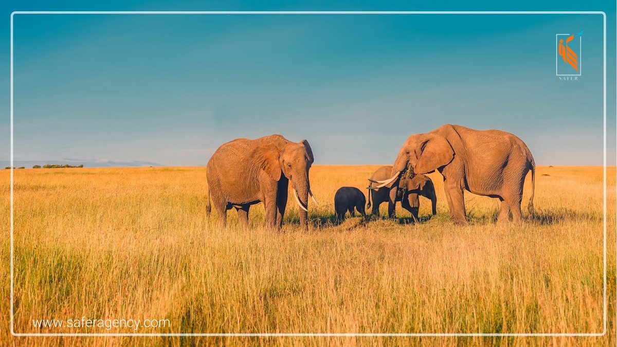 حديقة الفيلة Elephant Nature Park